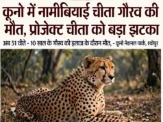 कूनो में नामीबियाई चीता गौरव की मौत, प्रोजेक्ट चीता को झटका…