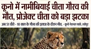 कूनो में नामीबियाई चीता गौरव की मौत, प्रोजेक्ट चीता को झटका…