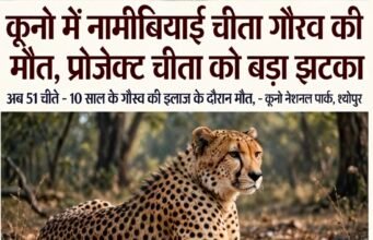 कूनो में नामीबियाई चीता गौरव की मौत, प्रोजेक्ट चीता को झटका…