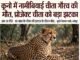 कूनो में नामीबियाई चीता गौरव की मौत, प्रोजेक्ट चीता को झटका…