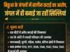 बिछुआ के जंगलों में सागौन कटाई का आरोप, जंगल में ही बनाई जा रहीं लकड़ी की सिल्लियां