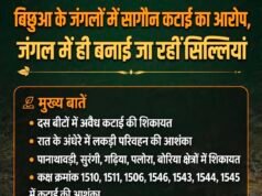 बिछुआ के जंगलों में सागौन कटाई का आरोप, जंगल में ही बनाई जा रहीं लकड़ी की सिल्लियां