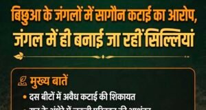 बिछुआ के जंगलों में सागौन कटाई का आरोप, जंगल में ही बनाई जा रहीं लकड़ी की सिल्लियां