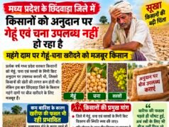 सूखाग्रस्त छिंदवाड़ा में किसानों को अनुदान के बीज का इंतजार, महंगे दाम पर गेहूं-चना खरीदने को मजबूर किसान..!