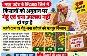 सूखाग्रस्त छिंदवाड़ा में किसानों को अनुदान के बीज का इंतजार, महंगे दाम पर गेहूं-चना खरीदने को मजबूर किसान..!