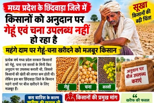सूखाग्रस्त छिंदवाड़ा में किसानों को अनुदान के बीज का इंतजार, महंगे दाम पर गेहूं-चना खरीदने को मजबूर किसान..!